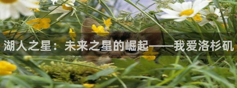 绿茵直播体育在线观看免费视频：湖人之星：未来之星的崛起——我爱洛杉矶
